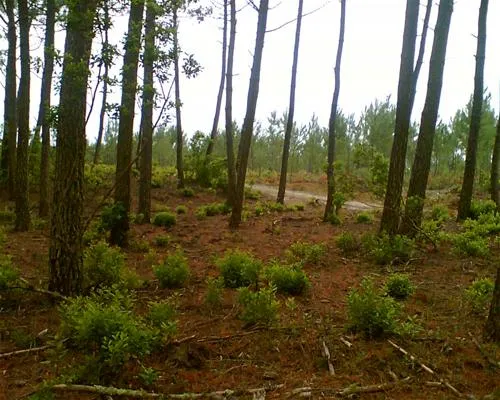 camping-le-truc-vert-lge-cap-ferret-lo8k0