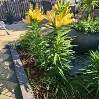 camping-het-groene-eiland-appeltern-kf2qa