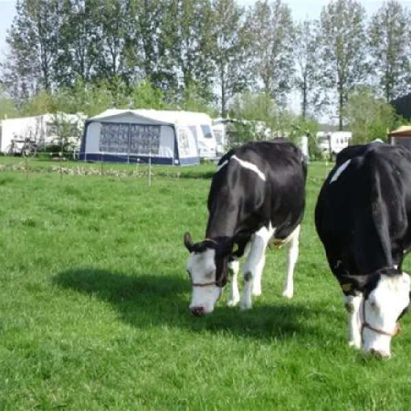boerderij-hazenveld-minicampingbb-kockengen-qyggm