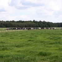 boerderij-camping-t-looveld-zweeloo-bkzfu