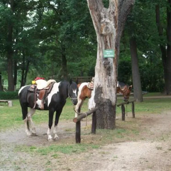 campingpark-wohnmobilhafen-am-gr-lausiger-teich-bad-schmiedeberg-9wej6