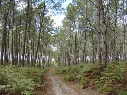 camping-les-acacias-messanges-xmdgt