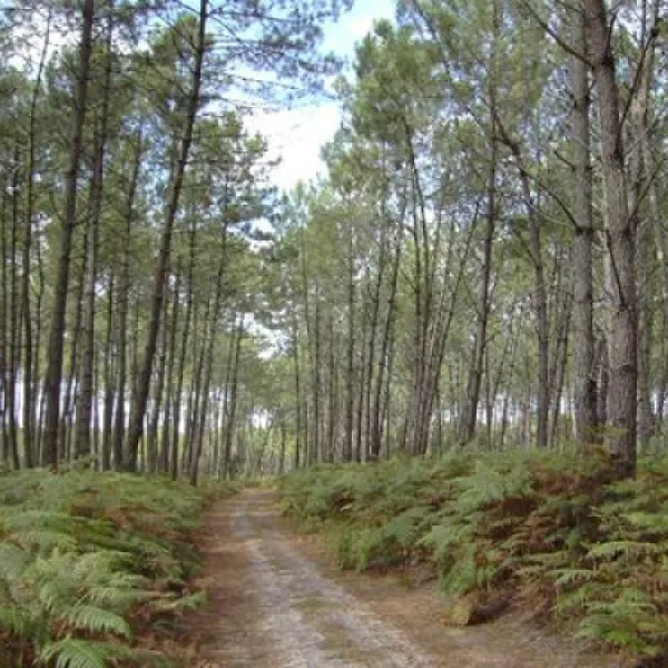camping-les-acacias-messanges-xmdgt