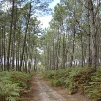 camping-les-acacias-messanges-xmdgt