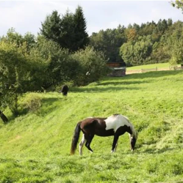 campingplatz-wallenstein-knllwaldwallenstein-1i943