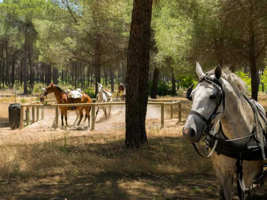 camping-village-donarrayan-park-hinojos-yi11t