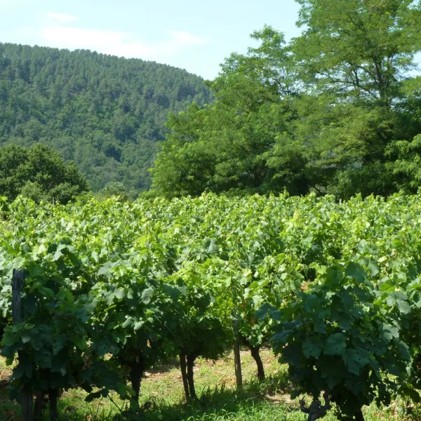 les-cruses-ribes-ardeche-ucybq