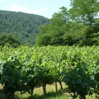 les-cruses-ribes-ardeche-ucybq