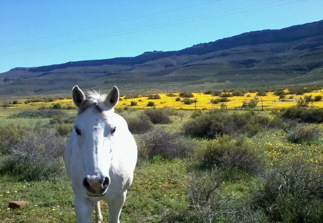 enjo-nature-farm-biedouw-valley-qdhwj