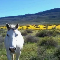enjo-nature-farm-biedouw-valley-qdhwj