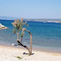camping-maslinik-punat-zvodf