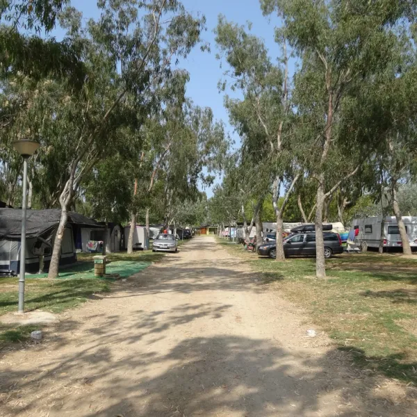 camping-eucaliptus-eucaliptusamposta-ixhol