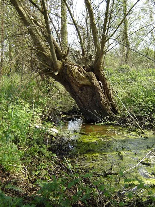 grasland-recreatie-sintoedenrode-cqflh