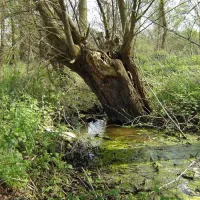 grasland-recreatie-sintoedenrode-cqflh
