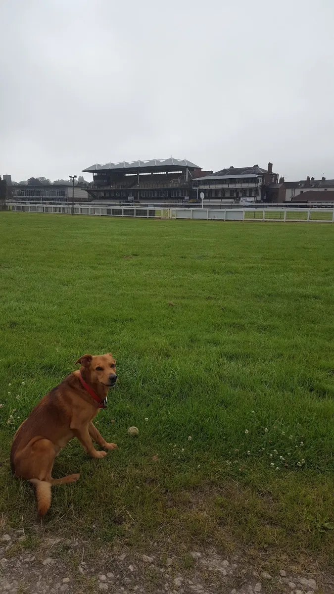 warwick-racecourse-warwick-6np8u