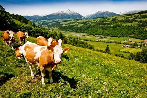 camping-bella-austria-st-peter-am-kammersberg-oynyy