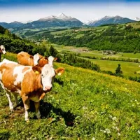 camping-bella-austria-st-peter-am-kammersberg-oynyy