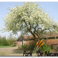 40-camping-park-de-nieuwe-riet-oud-gastel-oudenbosch-hfoqt