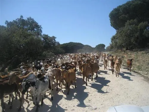 camping-vejer-vejer-de-la-frontera-ddu2n