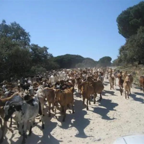 camping-vejer-vejer-de-la-frontera-ddu2n
