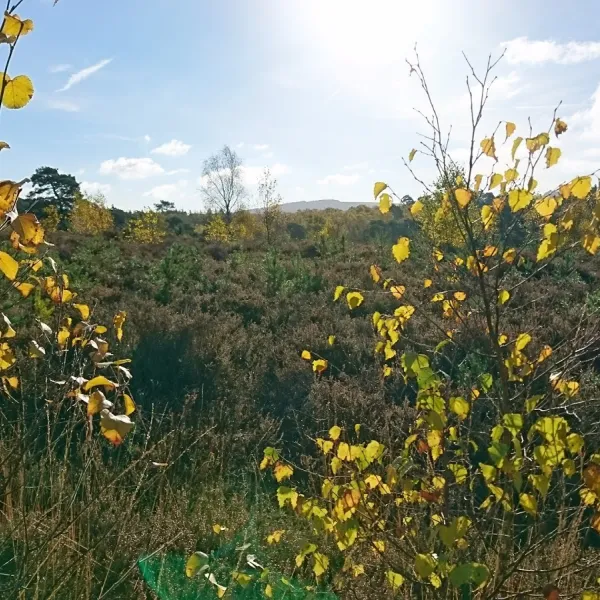 Graffham Camping and Caravanning Club Site