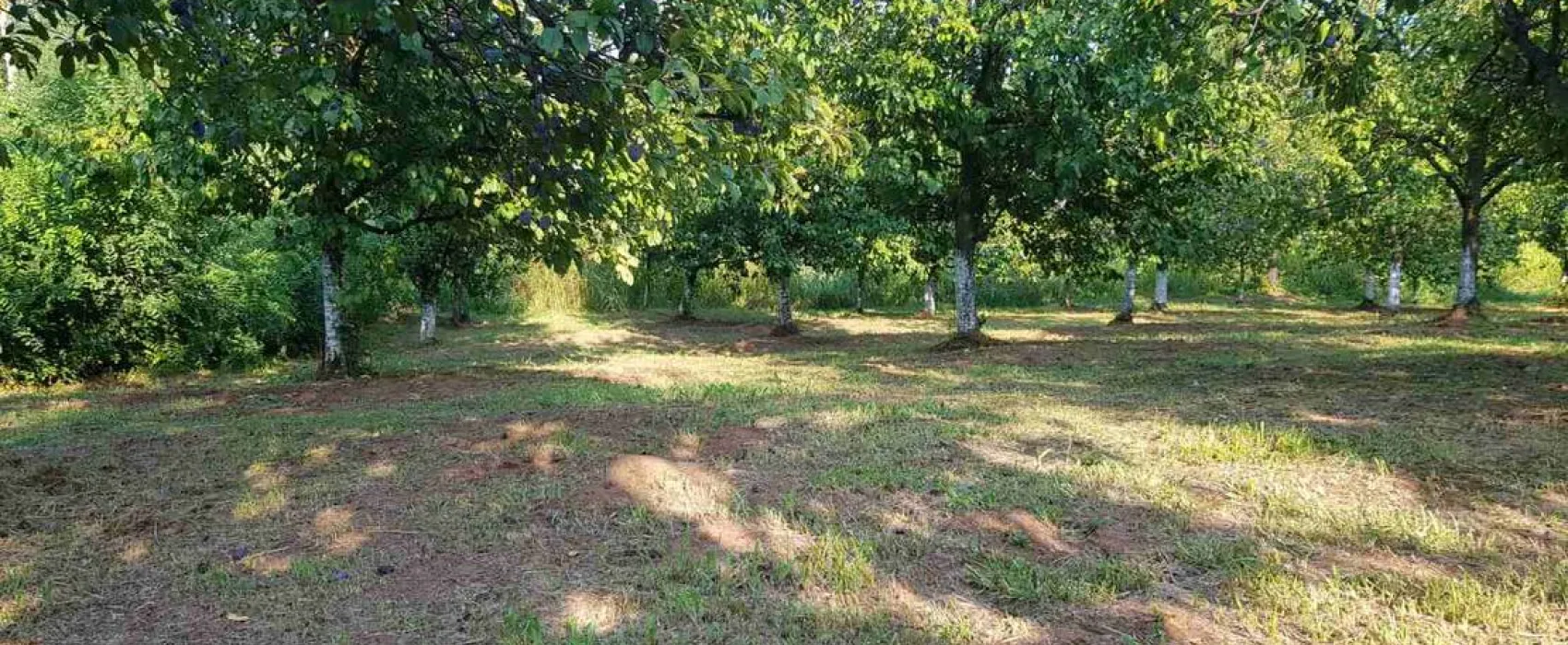 Camp Plum