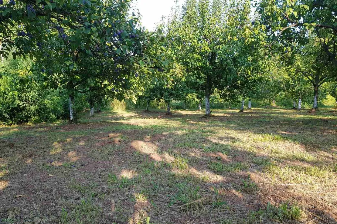 camp-plum-village-batinac-lefcz