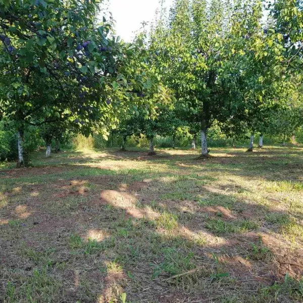 camp-plum-village-batinac-lefcz