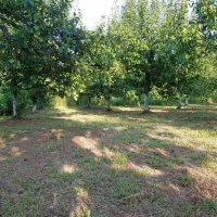 camp-plum-village-batinac-lefcz