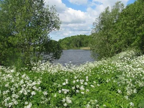 belovezhskaya-guest-novitskovichi-sijps