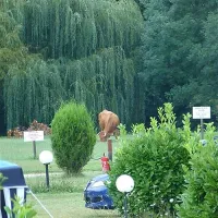 camping-le-bois-du-coderc-antonne-et-trigonant-72fix