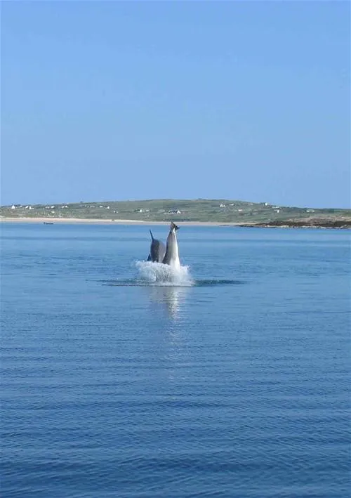 clifden-eco-beach-camping-caeavanning-park-clifden-idbv9
