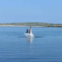 clifden-eco-beach-camping-caeavanning-park-clifden-idbv9