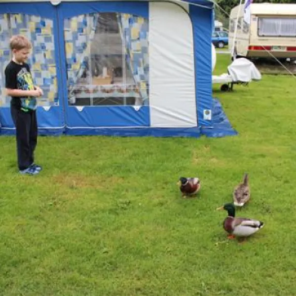 rheincamping-siebengebirgsblick-remagenrolandswerth-5uj5k