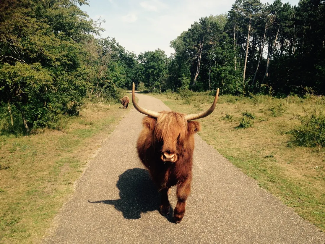 natuurkampeerterrein-de-berenweide-heemskerk-cpjrl