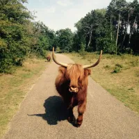 natuurkampeerterrein-de-berenweide-heemskerk-cpjrl