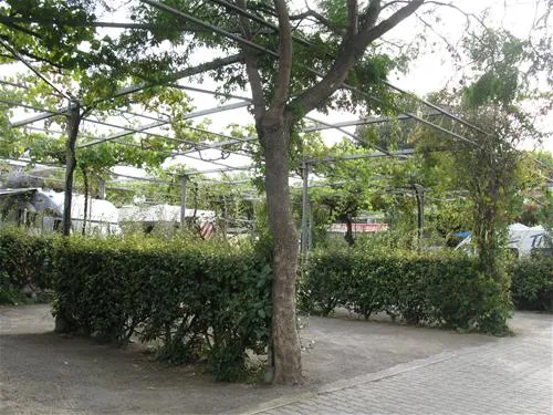 camping-lino-cervo-6xwwv