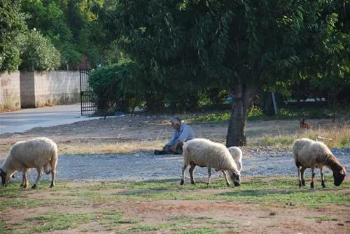 camping-aegeas-agiokambos-fg386