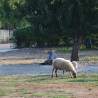 camping-aegeas-agiokambos-fg386