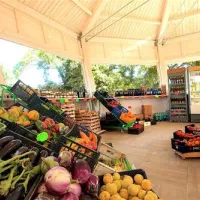 podere-pianetti-donoratico-5nsue