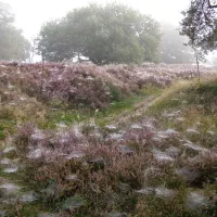 camping-berend-botje-zuidlaren-nsyjn