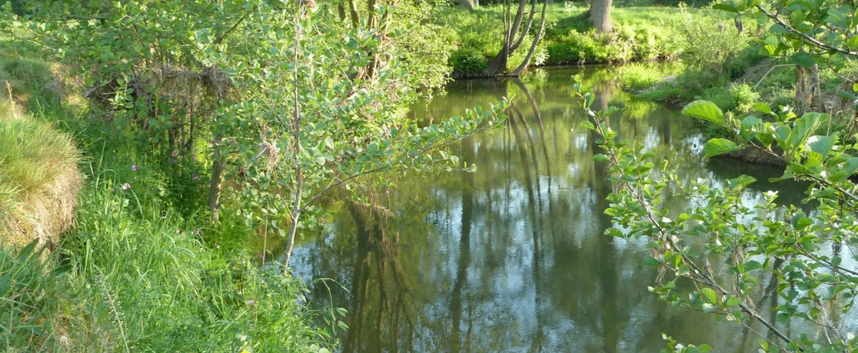 't Zinkviooltje