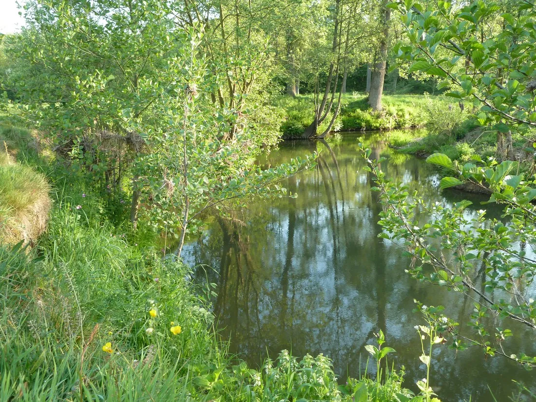 t-zinkviooltje-epen-09dvf