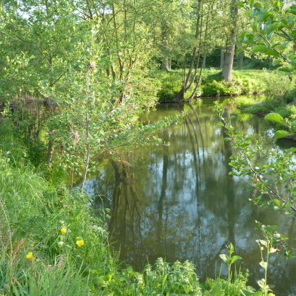 t-zinkviooltje-epen-09dvf