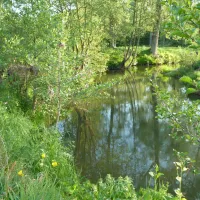 t-zinkviooltje-epen-09dvf