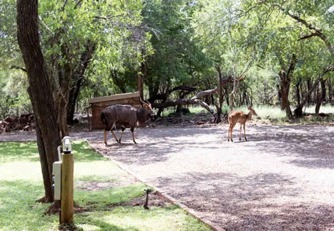 shala-mushe-tented-camp-portion-34-droogekloof-farm-42uto