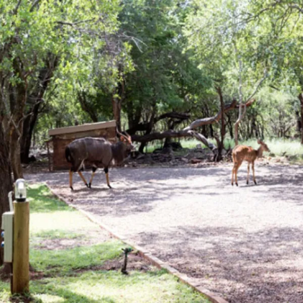 shala-mushe-tented-camp-portion-34-droogekloof-farm-42uto
