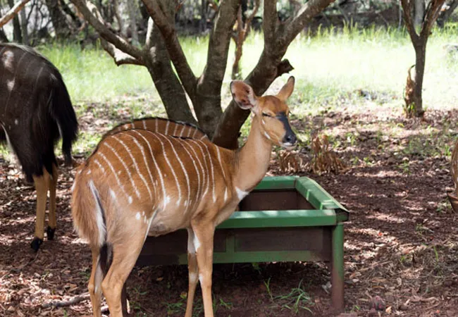 shala-mushe-tented-camp-portion-34-droogekloof-farm-4bcyo