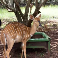 shala-mushe-tented-camp-portion-34-droogekloof-farm-4bcyo