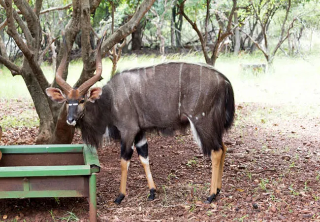 shala-mushe-tented-camp-portion-34-droogekloof-farm-9vdns